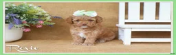 Cavapoo dogs for sale: Rosie - Ad 1
