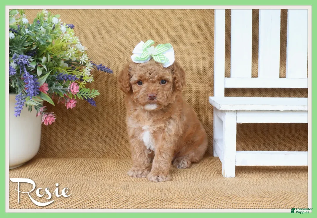 Cavapoo dogs for sale: Rosie - Ad 1