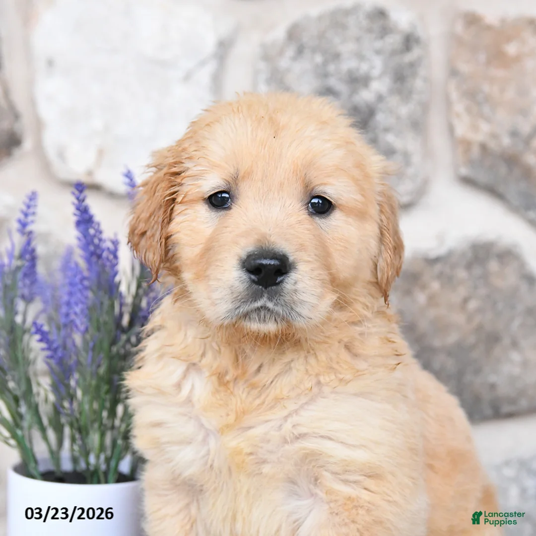 Golden Retriever dogs for sale: Dallas  - Ad 2