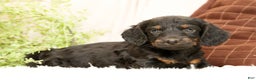 Miniature Dachshund dogs for sale: Bear - Ad 3