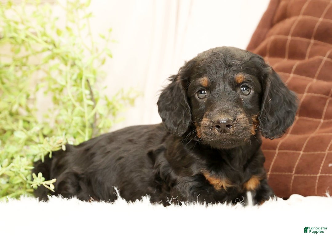 Miniature Dachshund dogs for sale: Bear - Ad 3