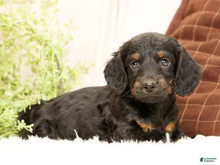 Miniature Dachshund dogs Bear - Ad 10