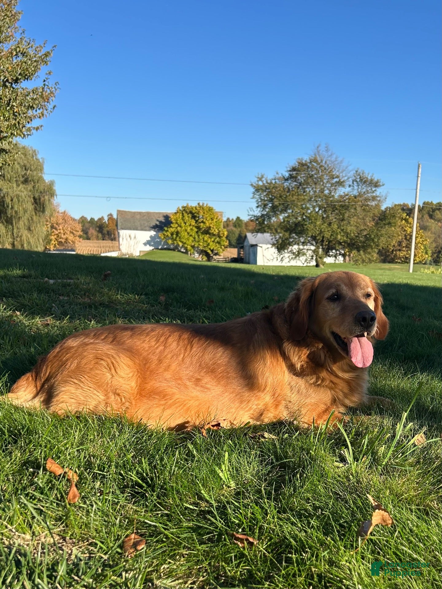 Golden Retriever dogs Lacy - Ad 1