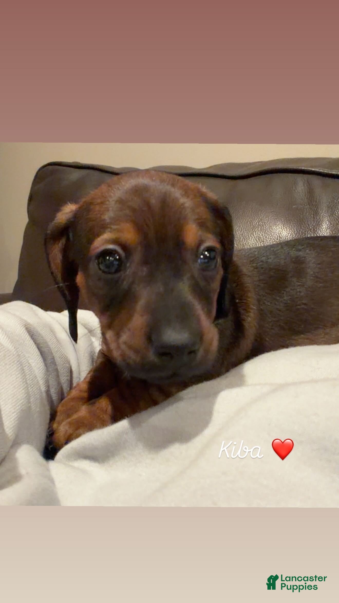 Miniature Dachshund dogs for sale: Kiba - Ad 2