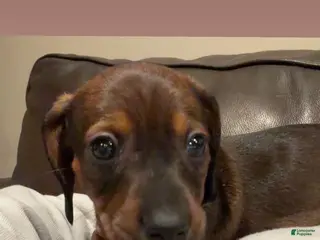 Miniature Dachshund dogs for sale: Kiba - Ad 2