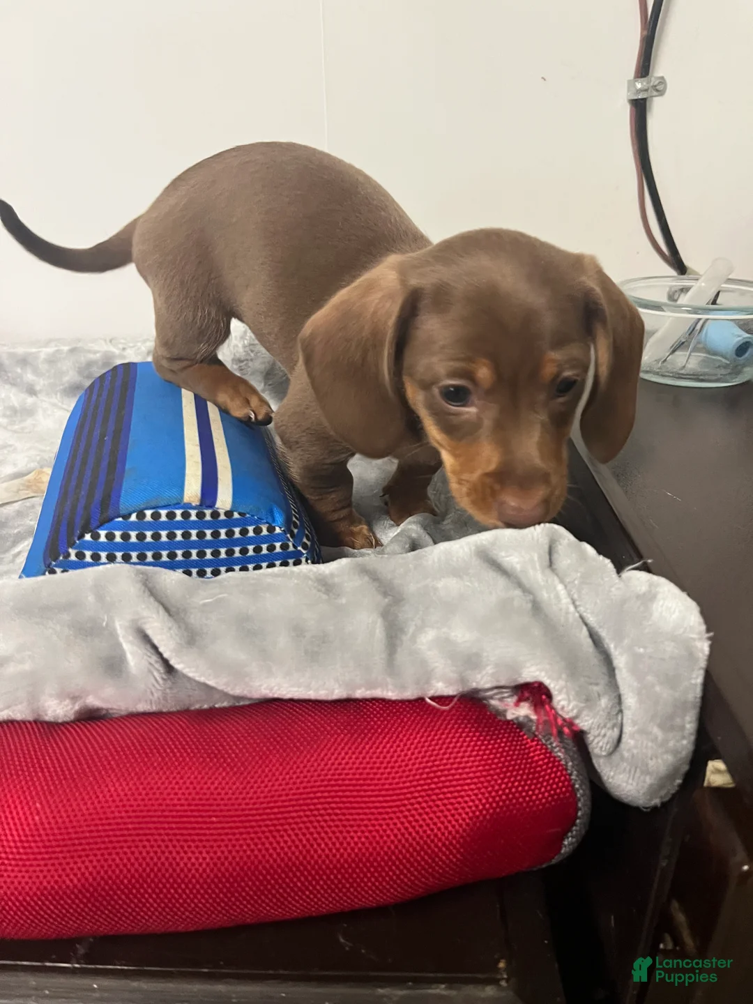 Miniature Dachshund dogs for sale: Giselle  - Ad 2
