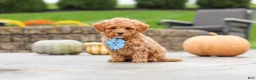 Cavapoo dogs for sale: Cosby - Ad 6