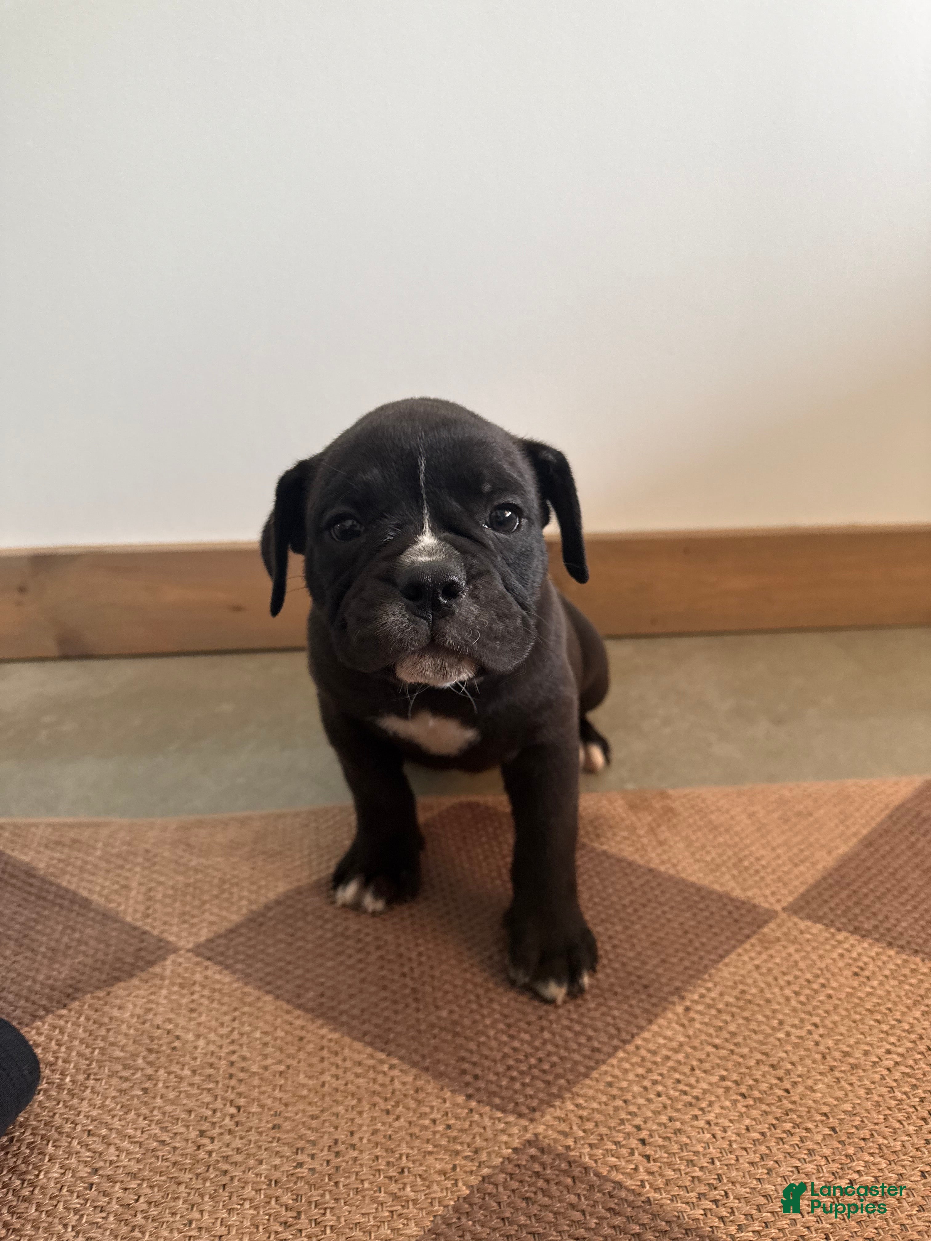 Olde English Bulldogge dogs Olde English Bulldogge 6 - Ad 42