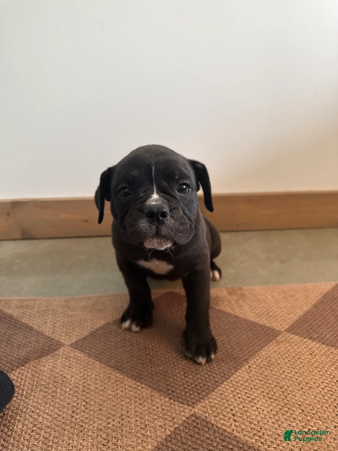 Olde English Bulldogge dogs for sale: Olde English Bulldogge 6 - Ad 1