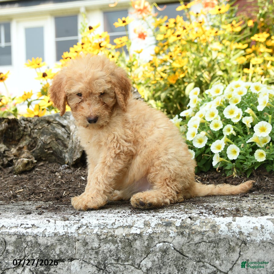 Mini Goldendoodle dogs Trudy - Ad 2