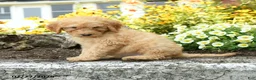 Mini Goldendoodle dogs for sale: Trudy - Ad 2