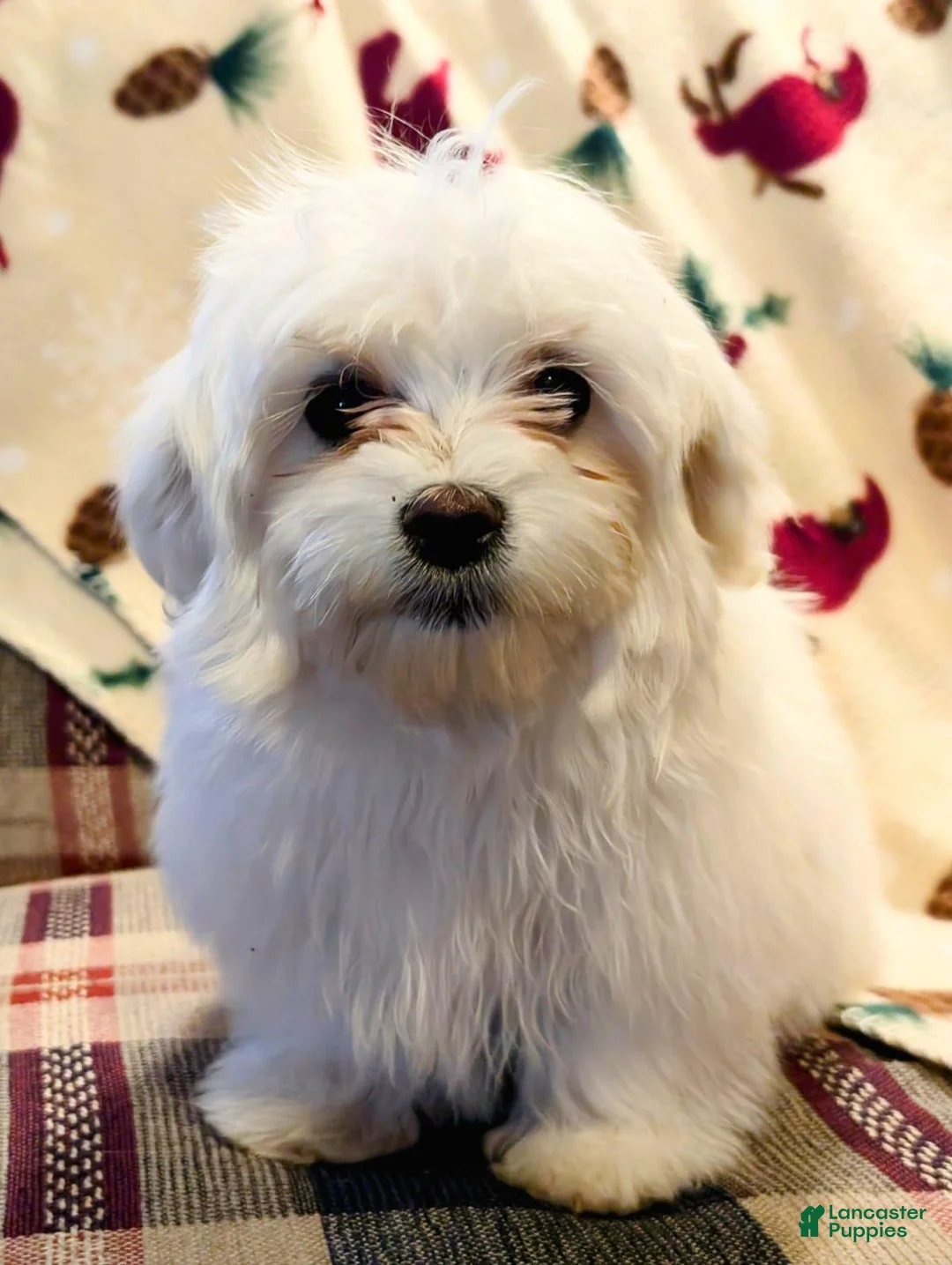 Maltese dogs for sale: Blizzard - Ad 2