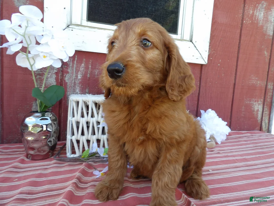 Gallery Image {{count}}