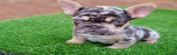 French Bulldog dogs for sale: French Bulldog Puppy 2 - Ad 1