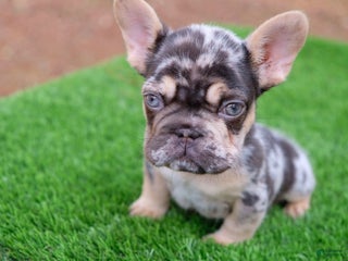 French Bulldog dogs French Bulldog Puppy 2 - Ad 3