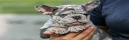 French Bulldog dogs for sale: 🐾 Magnes - Ad 19