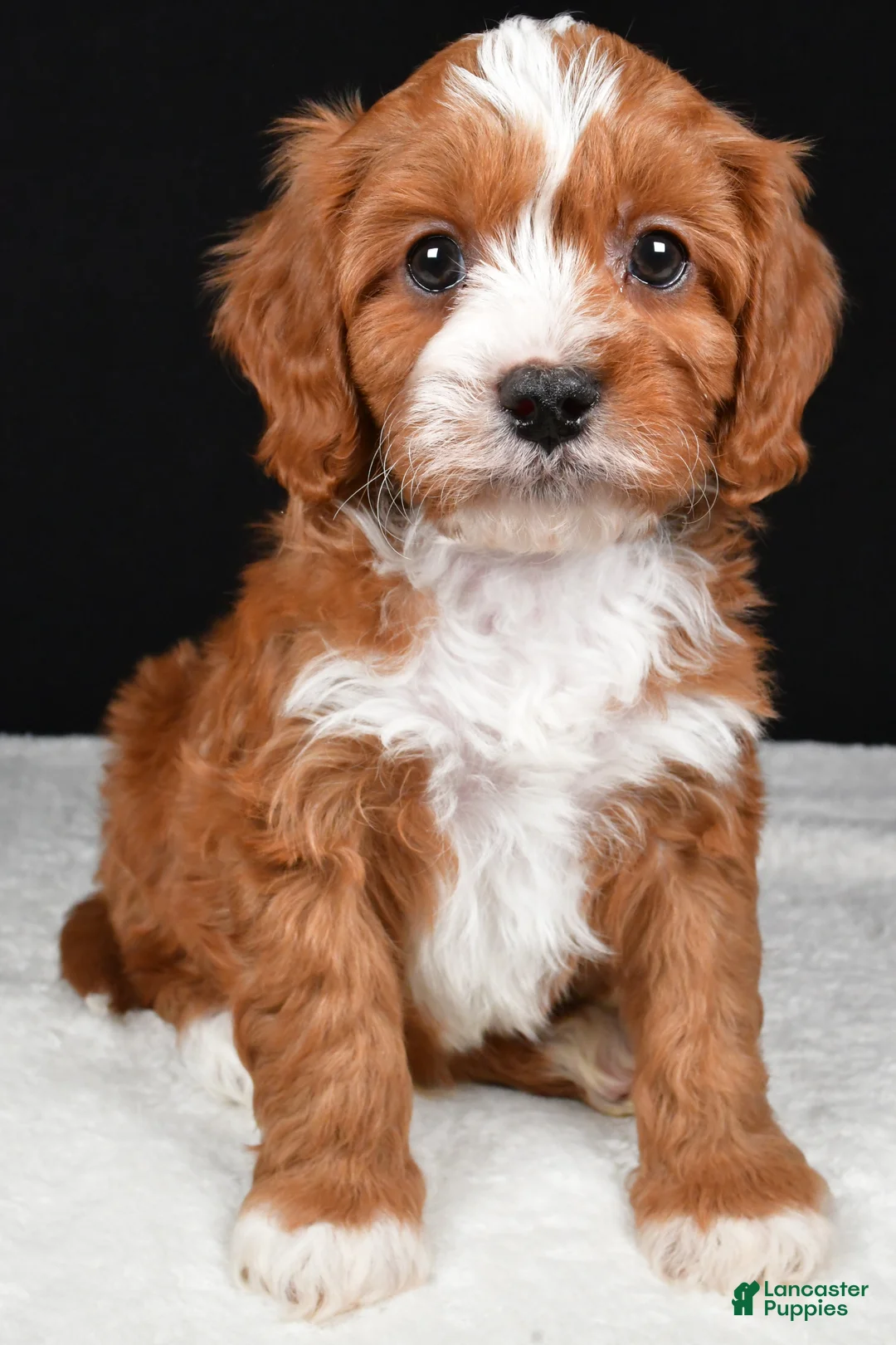 Cavapoo dogs for sale: Kevin - Ad 4