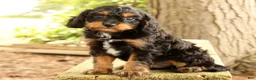 Cavapoo dogs for sale: Stanley - Ad 4