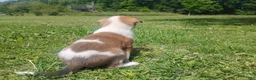 Mixed Breed dogs for sale: Mixed Breed Puppy 4 - Ad 2