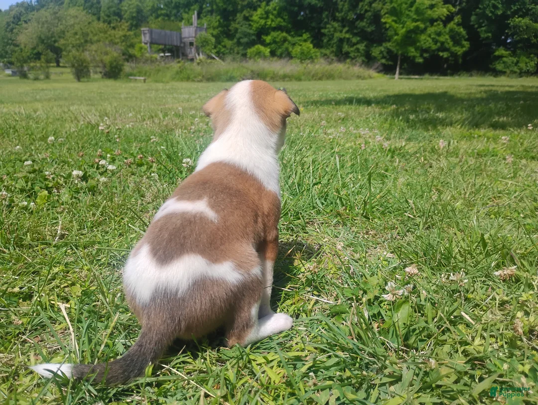 Mixed Breed dogs for sale: Mixed Breed Puppy 4 - Ad 2