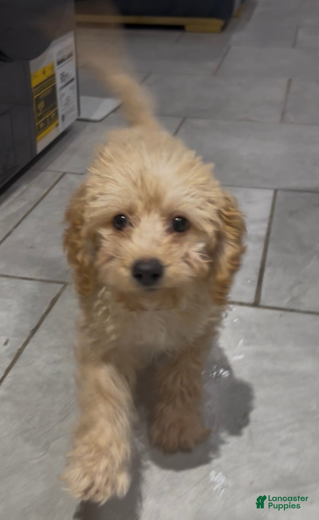 Cavapoo dogs for sale: Kela  - Ad 6