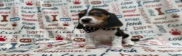 Beagle dogs for sale: Waylon - Ad 9