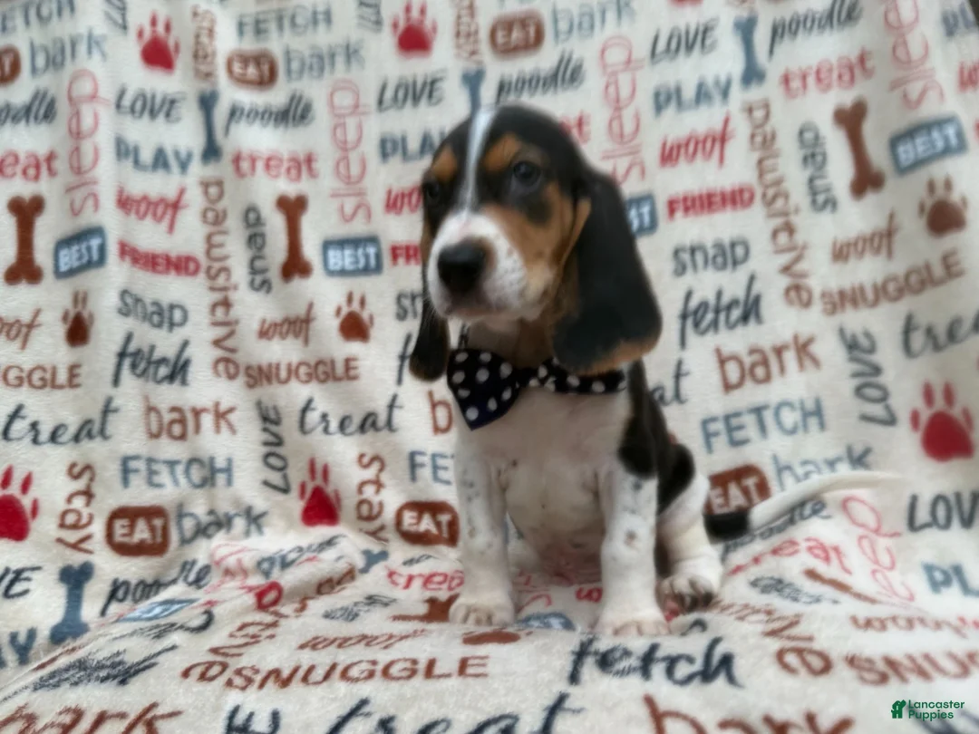 Beagle dogs for sale: Waylon - Ad 9