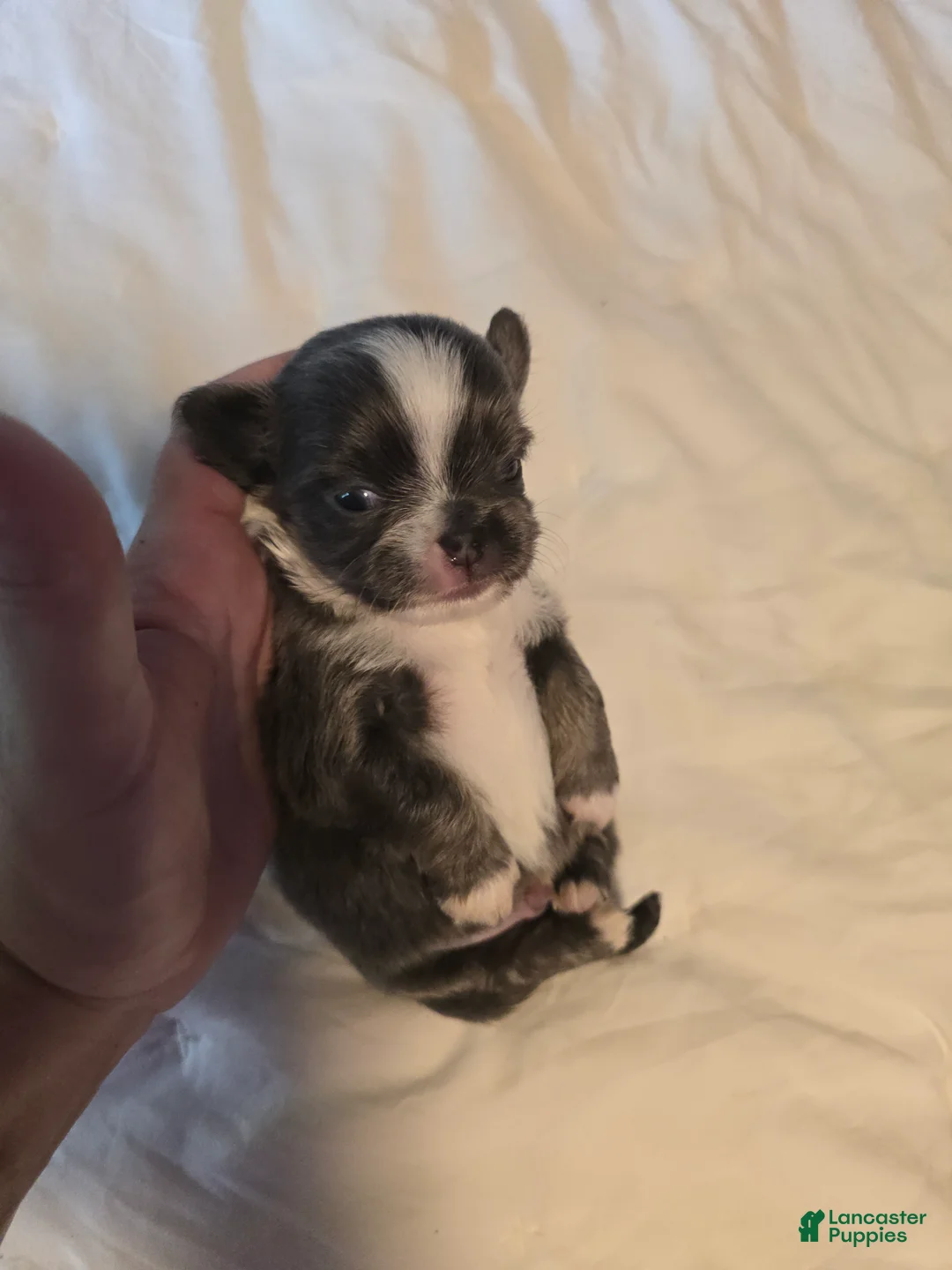 Chihuahua dogs for sale: Jazzy - Ad 2