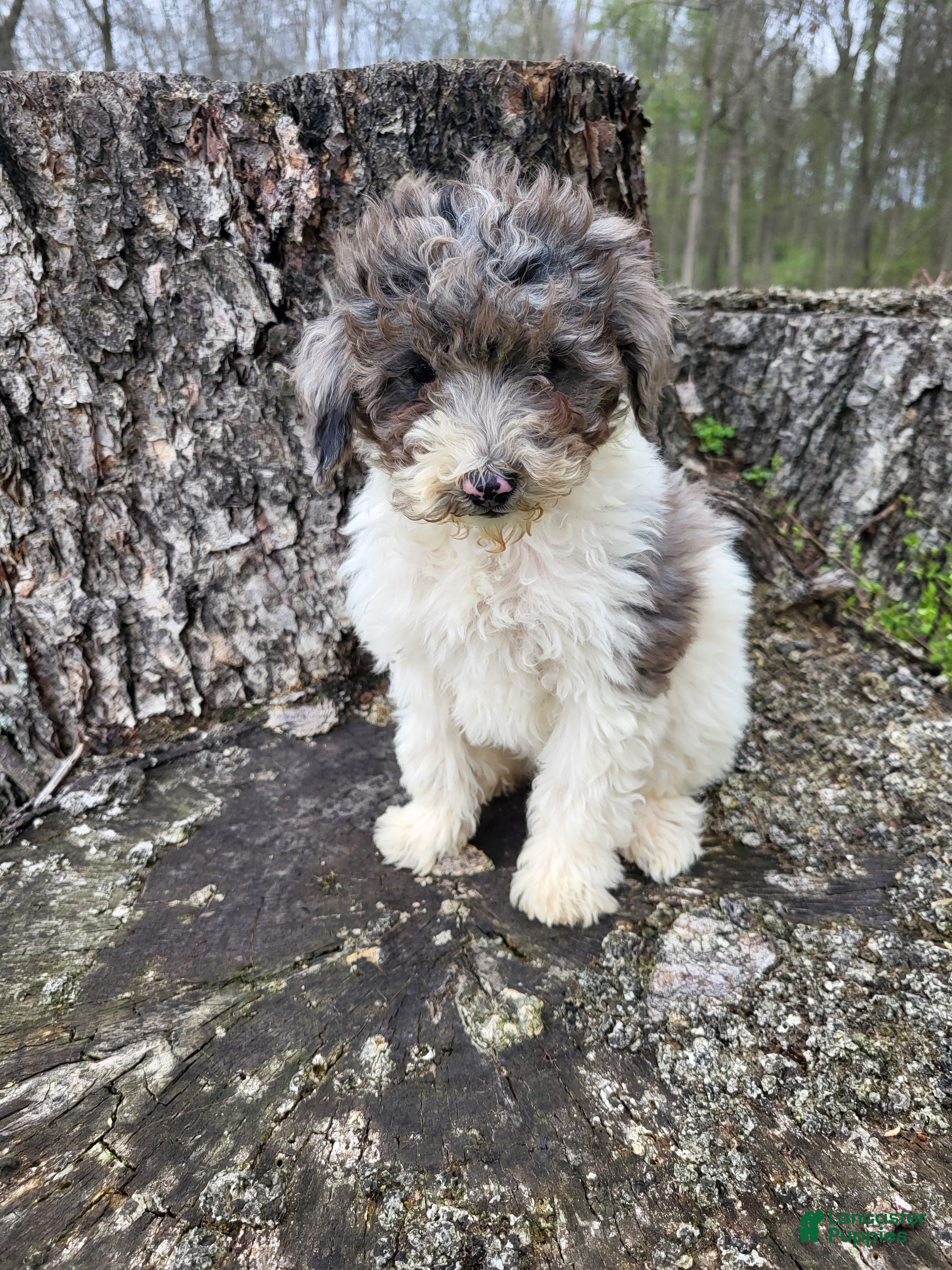 Miniature Poodle dogs Melody  - Ad 2