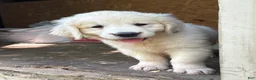Golden Retriever dogs for sale: Golden Retriever 4 - Ad 2