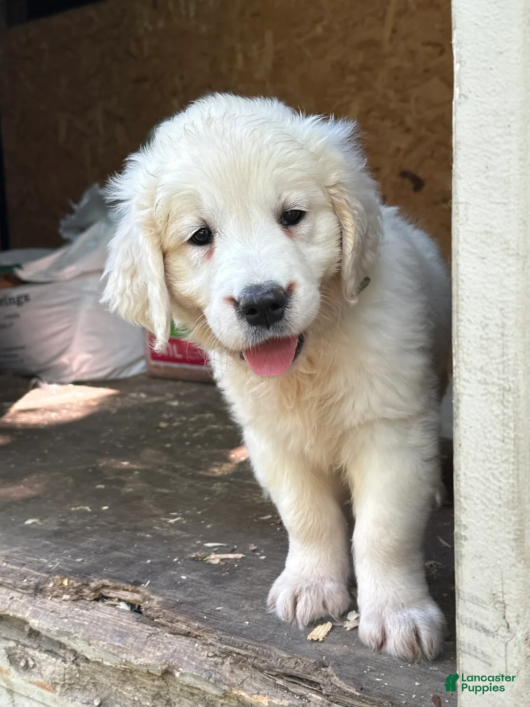 Golden Retriever dogs for sale: Golden Retriever 4 - Ad 2