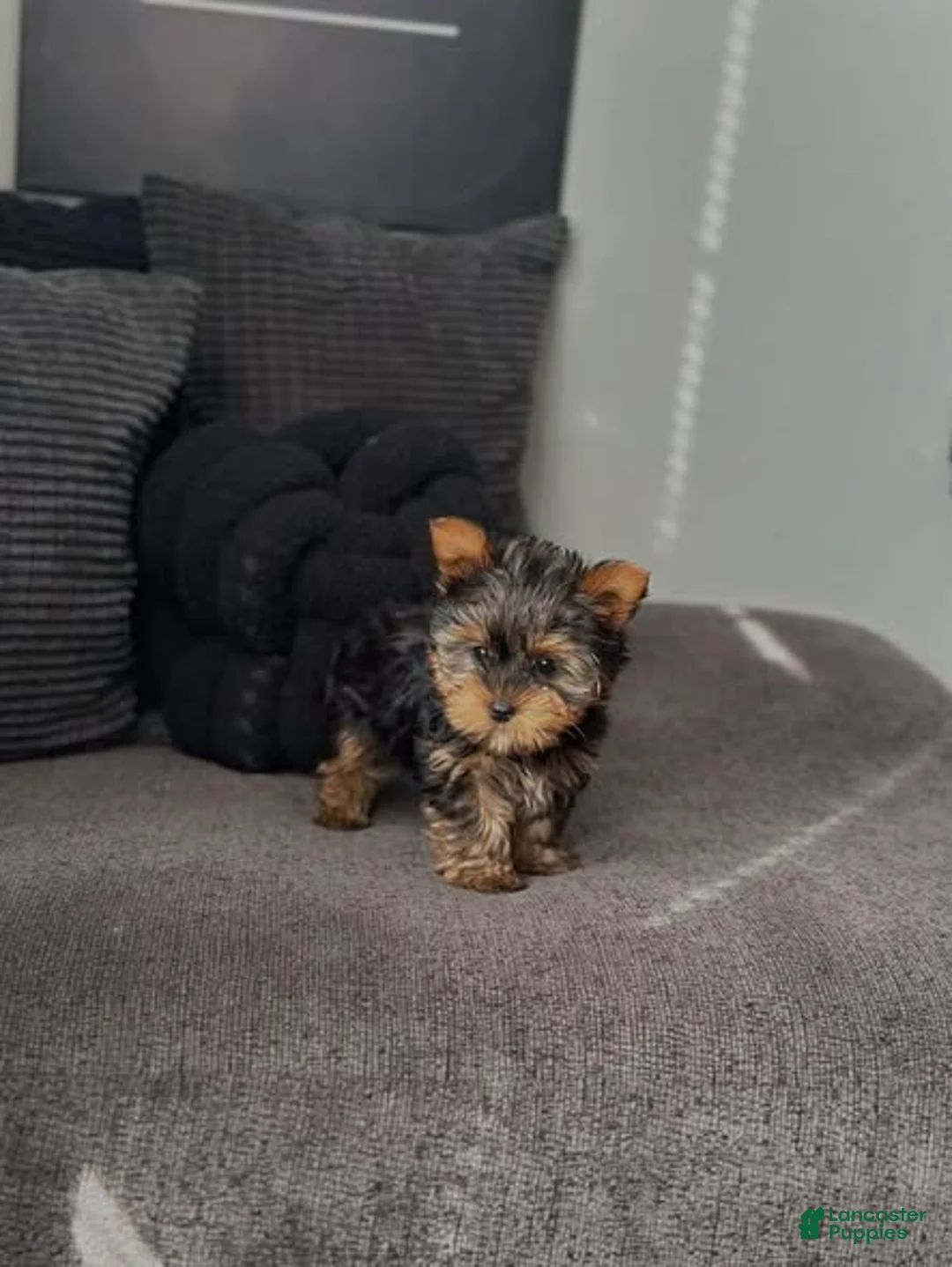 Yorkiepoo dogs for sale: Yorkiepoo Puppy 2 - Ad 1