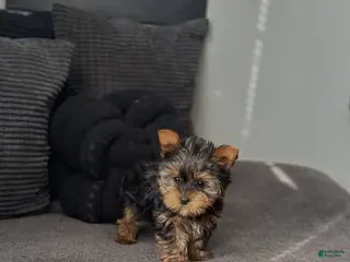 Yorkiepoo dogs Yorkiepoo Puppy 2 - Ad 3