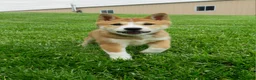 Shiba Inu dogs for sale: Bradon  - Ad 6