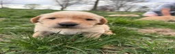 Labrador Retriever dogs for sale: Labrador Retriever Puppy 2 - Ad 11