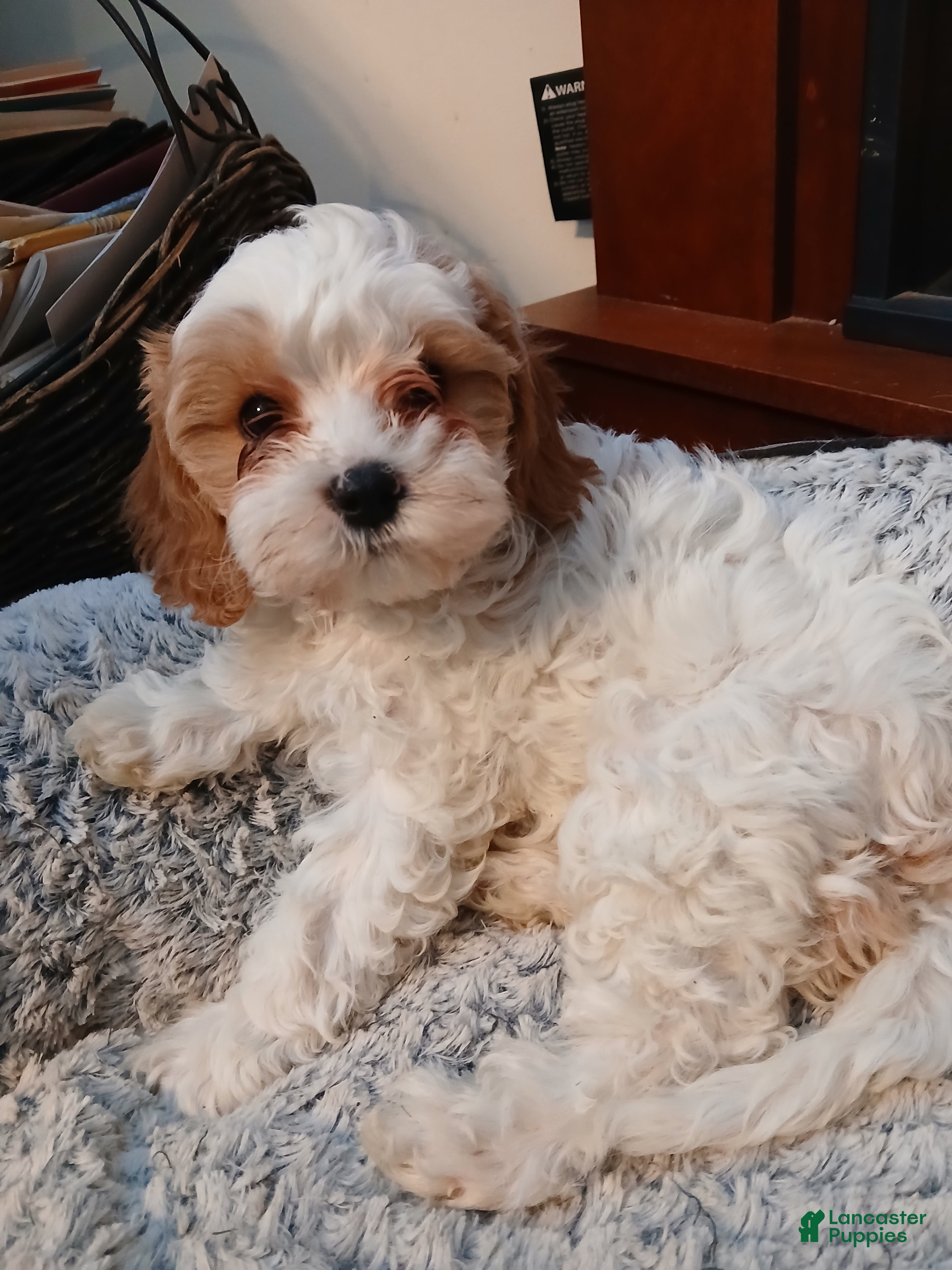Cavapoo dogs Daisy - Ad 28