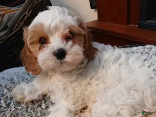 Cavapoo dogs Daisy - Ad 28