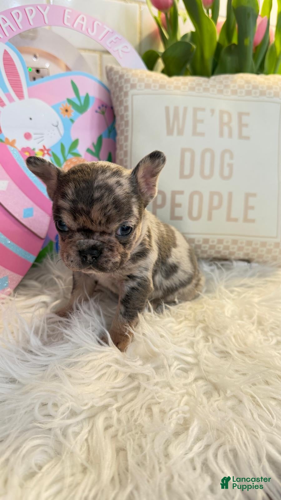 French Bulldog dogs French Bulldog Puppy  - Ad 1