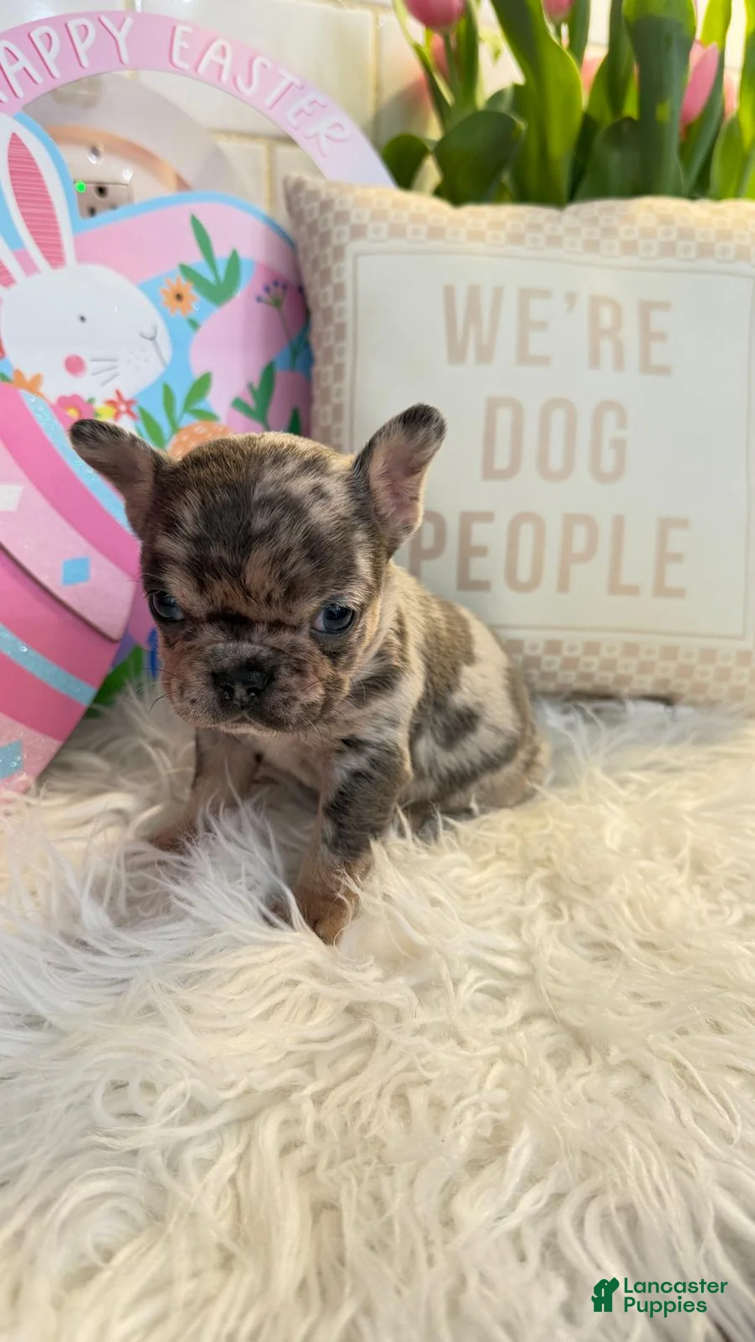 French Bulldog dogs for sale: French Bulldog Puppy  - Ad 1