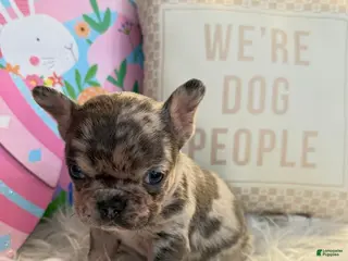 French Bulldog dogs for sale: French Bulldog Puppy - Ad 1