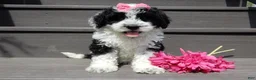 Sheepadoodle dogs for sale: Panda-MEDIUM - Ad 3