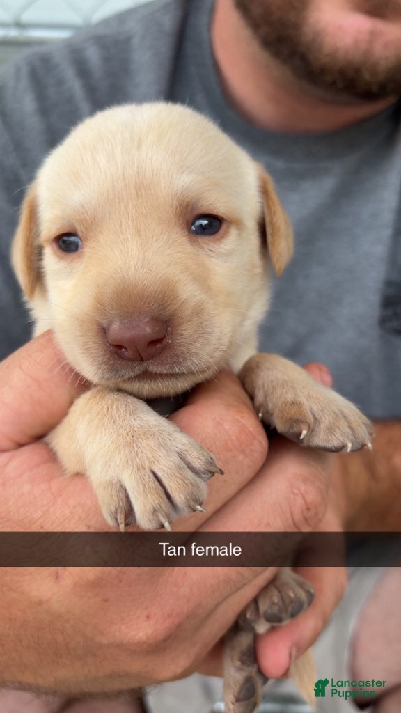 Labrador Retriever dogs Tan Female - Ad 24