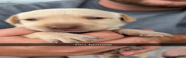 Tan Female