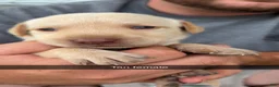 Labrador Retriever dogs for sale: Tan Female - Ad 1