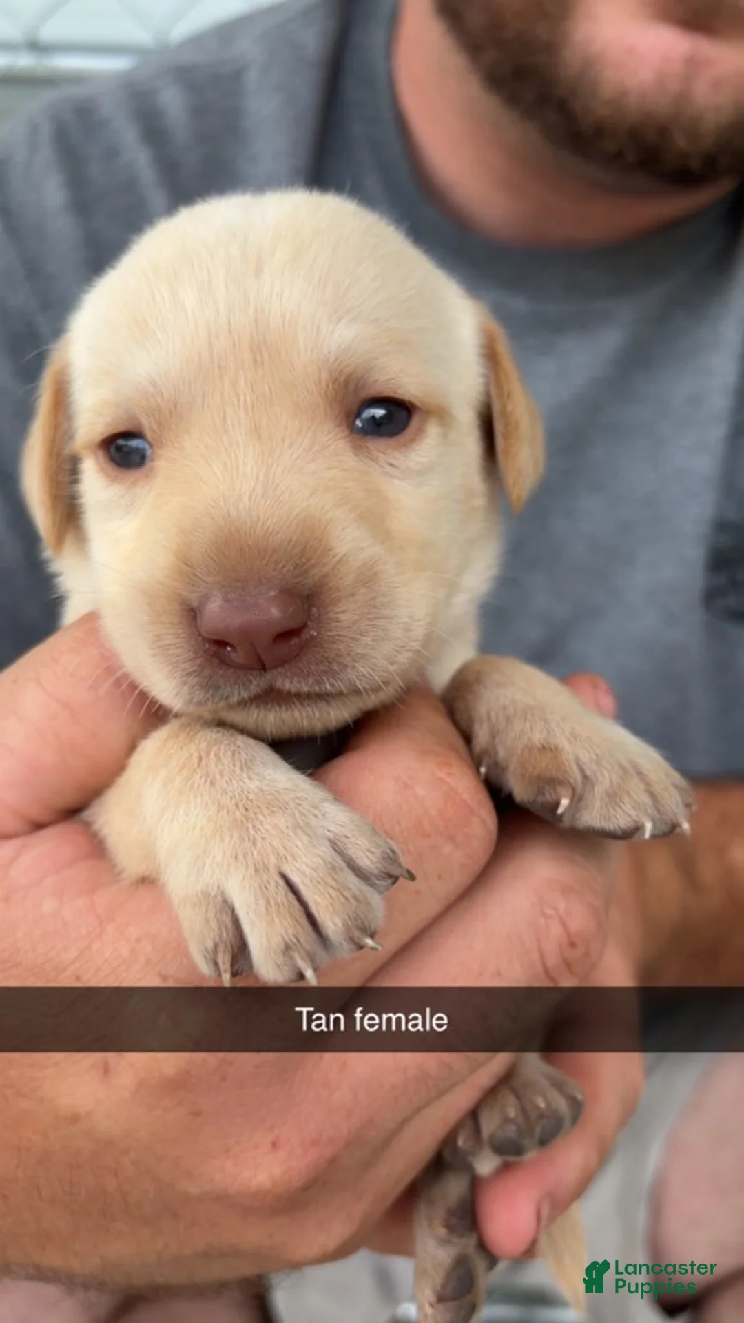 Labrador Retriever dogs for sale: Tan Female - Ad 1