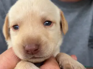 Labrador Retriever dogs Tan Female - Ad 24