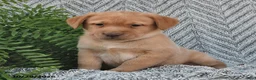 Labrador Retriever dogs for sale: Chipper  - Ad 3