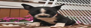 Daisy 