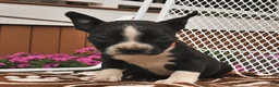 Boston Terrier dogs for sale: Daisy  - Ad 1