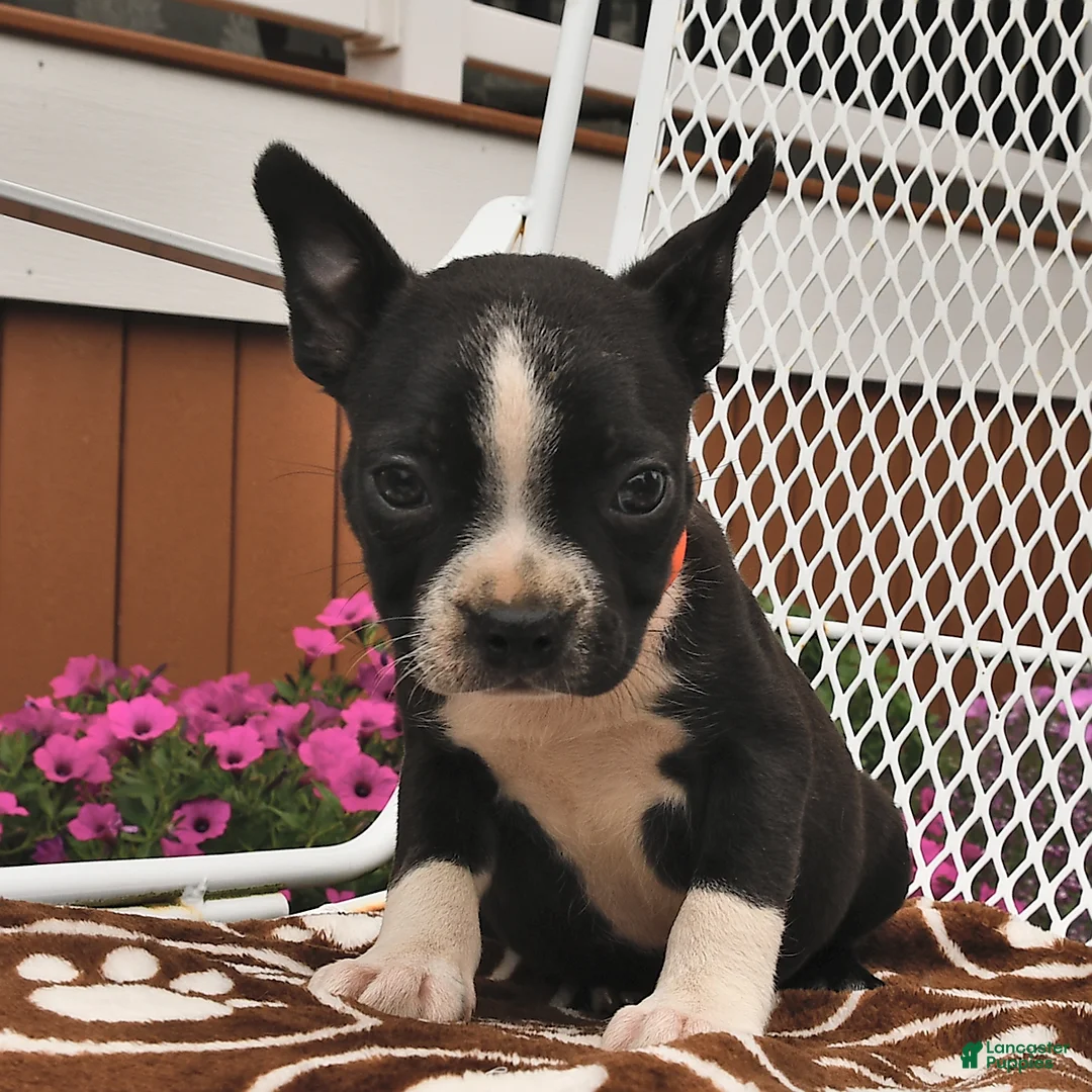 Boston Terrier dogs for sale: Daisy  - Ad 1